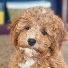 Cavapoos and Irish Doodles from The Doodle Den
