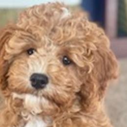 Cavapoos and Irish Doodles from The Doodle Den