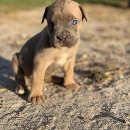 Girl 6 - Gray and fawn female Cane Corso puppy in Sandia, Texas from OneTime Cane Corso