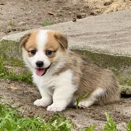 Pembroke Welsh Corgi Puppies from Pembroke Welsh Corgis at Belle Haven