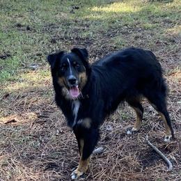 Chip - Australian Shepherd