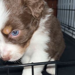 Australian Shepherd Puppies from Southern Sky Aussies
