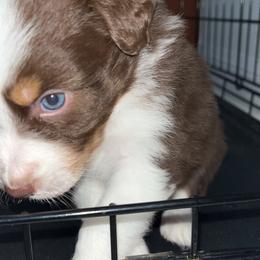 Australian Shepherd Puppies from Southern Sky Aussies