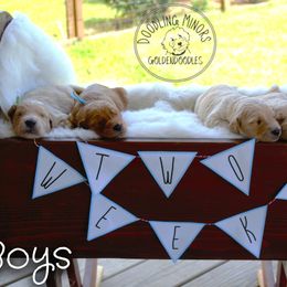 Goldendoodle Puppies from Doodling Minors