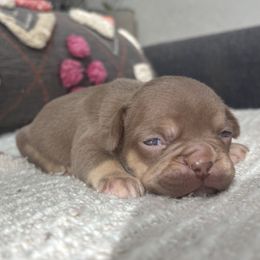 Alaska - Tricolors female French Bulldog puppy in Olympia, Washington from Matra French Bulldogs