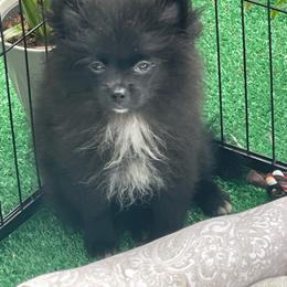 Raven - Black parti female Pomeranian puppy in Avon Park, Florida from Mariska's Pomeranians