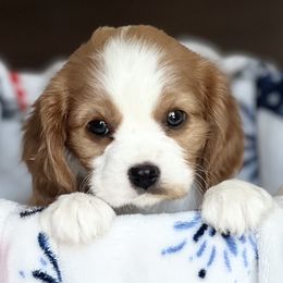 Cavalier King Charles Spaniels from Countryside Royalty Cavaliers