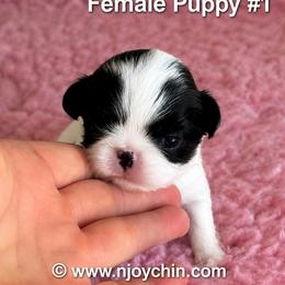Girl Number 1 - Black and white female Japanese Chin puppy in Niagara Falls, New York from Njoy Japanese Chin