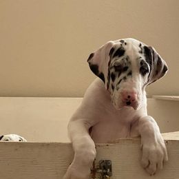 Great Danes from Louise Van Alstyne's Great Danes