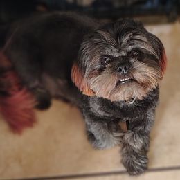 Onyx - Shih Tzu
