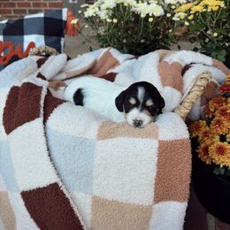 Missy - Piebald female Dachshund puppy in Nashville, Arkansas from Dixies Dachshunds
