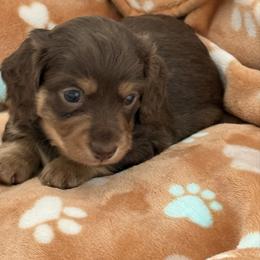 Chocolate Cream Boy 3 - Chocolate and cream male Dachshund puppy in Madison, Indiana from Jensen Dobermans and Dachshunds