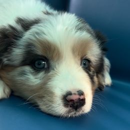 Australian Shepherd Puppies from Shelter Cove Aussies