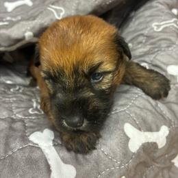 Lotis - Wheaten female Soft Coated Wheaten Terrier puppy in Nokomis, Illinois from Windhill Wheatens