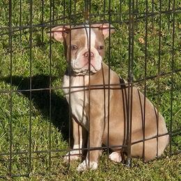 NORTH - Lilac male Boston Terrier puppy in Anderson, South Carolina from Lola’s House of Bostons & Rescue