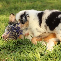 Australian Shepherd Puppies from Faith Valley Australian Shepherds