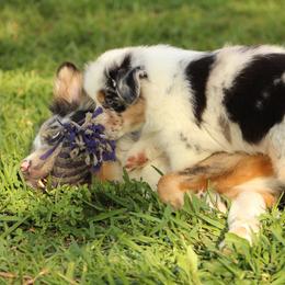 Australian Shepherd Puppies from Faith Valley Australian Shepherds