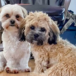 Bernedoodles, Goldendoodles, Poodles, and Shihpoos from Stormie's Doodles