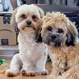 Bernedoodles, Goldendoodles, Poodles, and Shihpoos from Stormie's Doodles