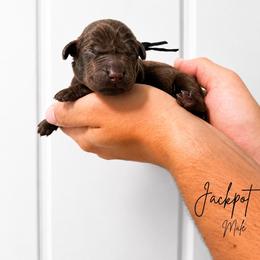 Jackpot - Chocolate male Labrador Retriever puppy in Amery, Wisconsin from Cornerstone Retrievers