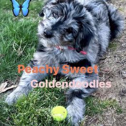 Goldendoodle Puppies from Peachy Sweet Goldendoodles