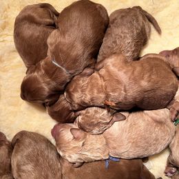 Goldendoodle Puppies from Penny Doodles VA
