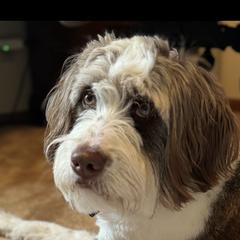 Frannie - Australian Mountain Doodle