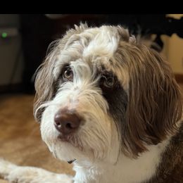 Frannie - Australian Mountain Doodle