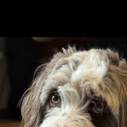 Frannie - Australian Mountain Doodle