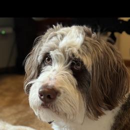 Frannie - Australian Mountain Doodle