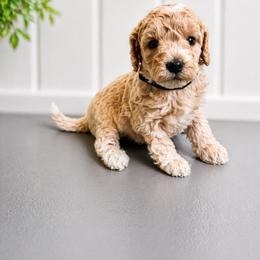 Megan Moroney - Apricot female Goldendoodle puppy in Norris, Tennessee from Young Farms