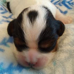 Cavalier King Charles Spaniel Puppies from Otter Bee Cavaliers