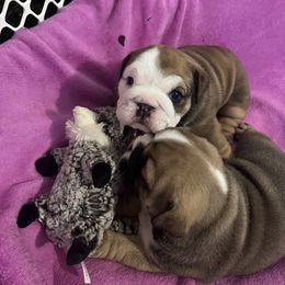 Bulldog Puppies from K&D Bulldogs