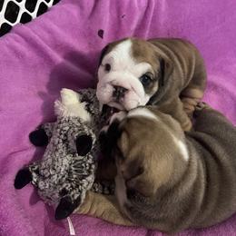 Bulldog Puppies from K&D Bulldogs