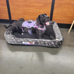 Great Dane All Grown Up from Fancy Danes