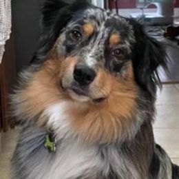 Australian Shepherds from Just family Aussies