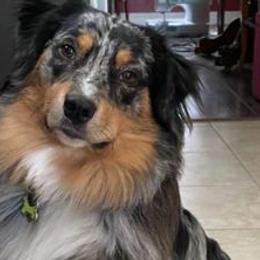 Australian Shepherds from Just family Aussies