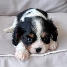 Paige - Tri-color female Cavalier King Charles Spaniel puppy in Victoria, Texas from Londyn Cavaliers
