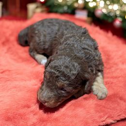 Emily - Phantom female Bernedoodle puppy in Sparta, Missouri from Sis' Doodles & Poodles