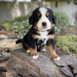 Bernedoodle and Bernese Mountain Dog Puppies from Bernese By Barzees