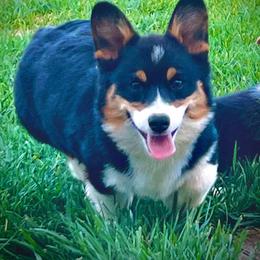 Dulce - American Corgi