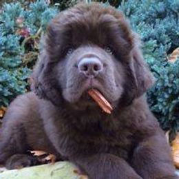 Newfoundlands from Sweetwater Newfoundland