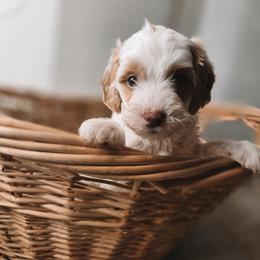 Atlas - Parti male Goldendoodle puppy in Austin, Texas from Cedarcrest Goldendoodles