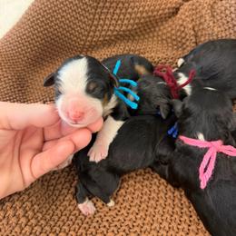 Miss Fresca - Tri-color female Bernedoodle puppy in Hegins, Pennsylvania from Bubbling Springs Doodles, LLC