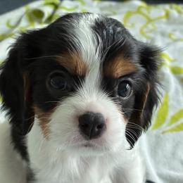 Bambi - Tri-color female Cavalier King Charles Spaniel puppy in Miami, Florida from Tropical Cavaliers