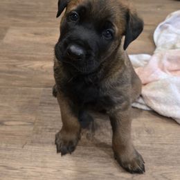 Peeps - Fawn male Belgian Malinois puppy in Signal Mountain, Tennessee from Torgun Police Dogs