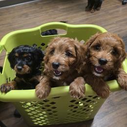 Cavapoo puppies from Doo a Little Doodle