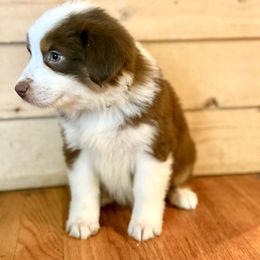 Miniature Australian Shepherd Puppies from Happy-Go-Lucky Homestead