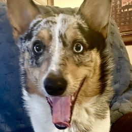 Joey - Pembroke Welsh Corgi