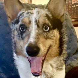 Joey - Pembroke Welsh Corgi